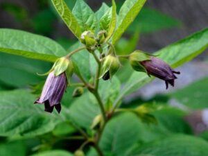 How to Manifest Positive Energy Deadly Nightshade