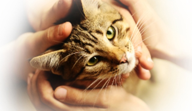 Reiki Healing for Animals and Pets